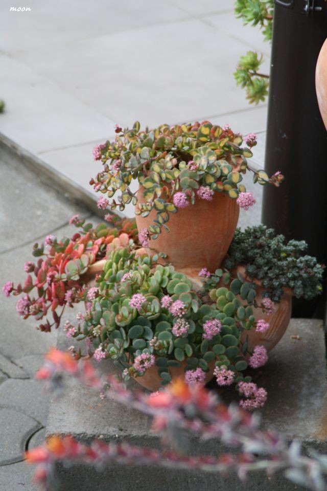 sedum sieboldi